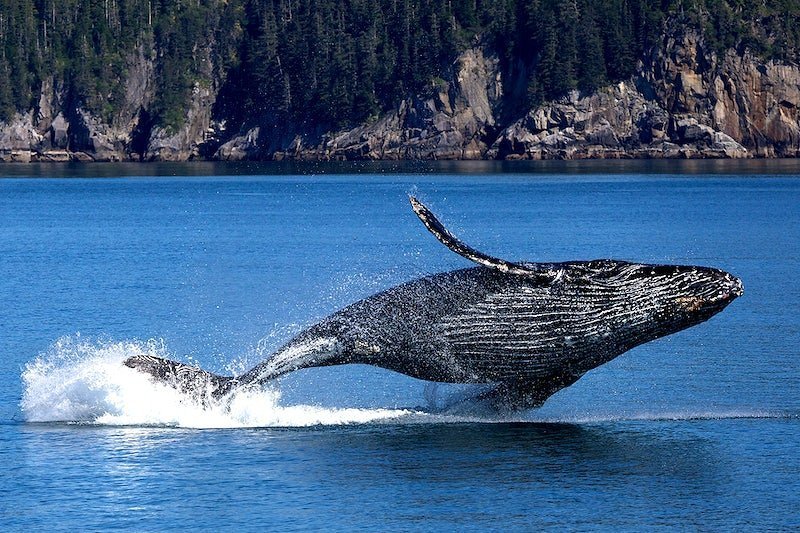 Whale watching is top tear