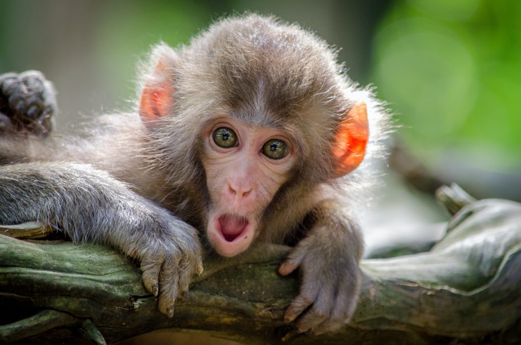 Monkeys in Costa Rica are anything but rare