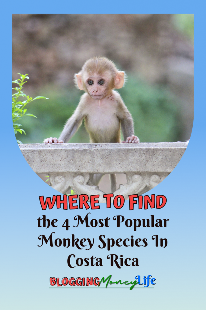 Where To Find the 4 Most Popular Monkey Species In Costa Rica