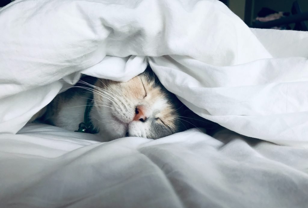 Cat sleeping in sheets - How To Manifest a Super Fast Metabolism With Lifestyle Changes in 2022