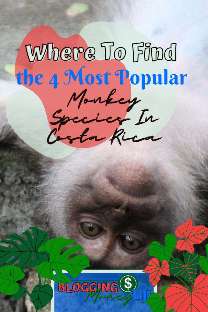 Where To Find the 4 Most Popular Monkey Species In Costa Rica