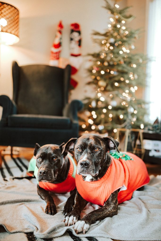 christmas sweaters on doggies