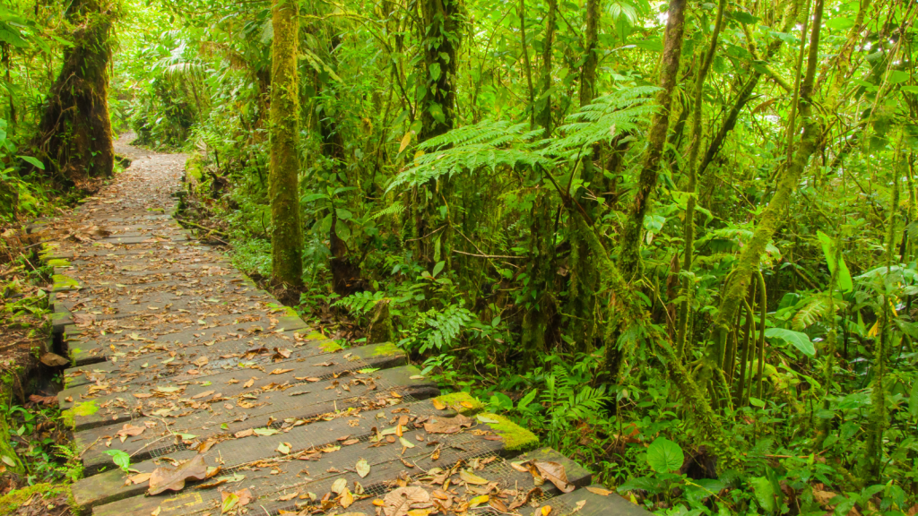 Monteverde Cloud Forest Reserve Trails